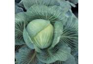 Килатон F1 - капуста белокочанная, 2500 семян, Syngenta (Сингента), Голландия фото, цена